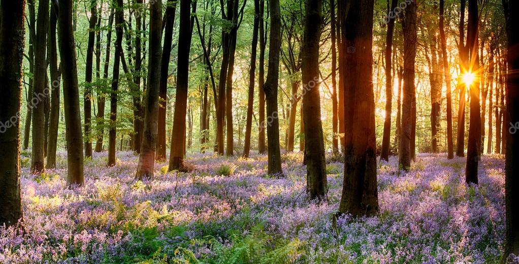 Citas Online en Bosques