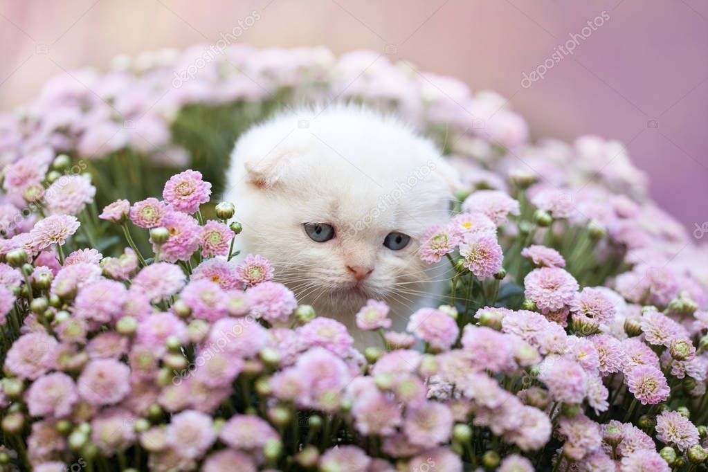 Citas Online en Las Flores