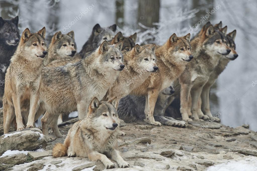 Citas Online en Lobos
