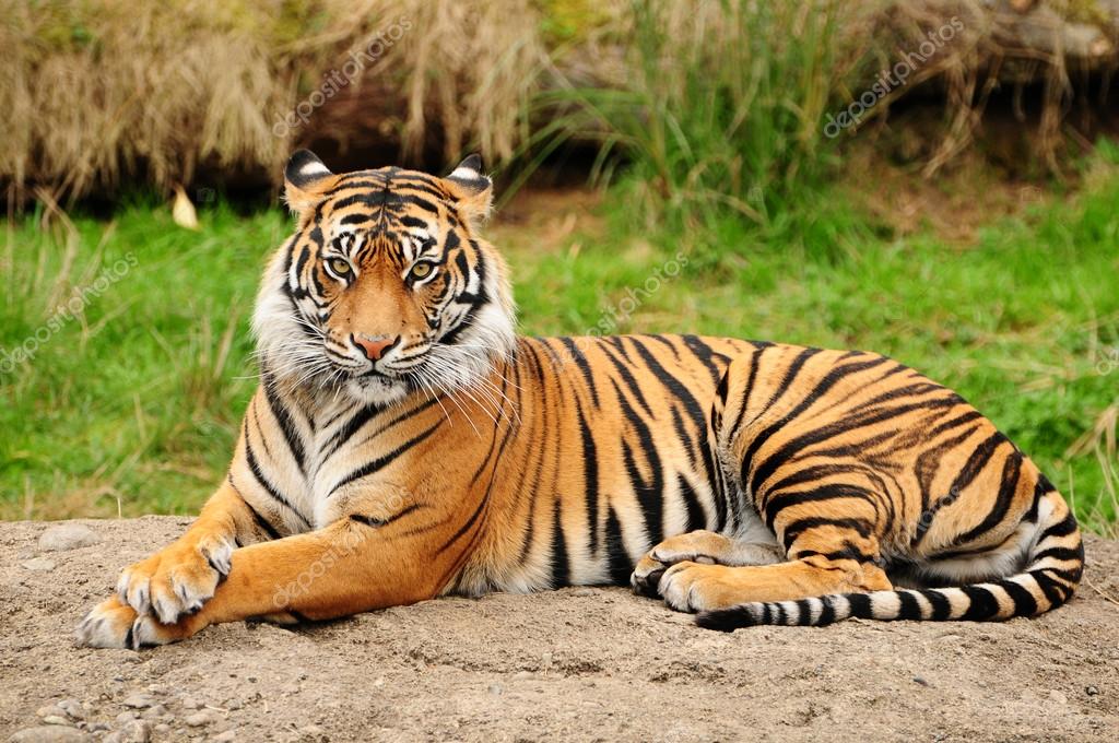Citas Online en Tigre