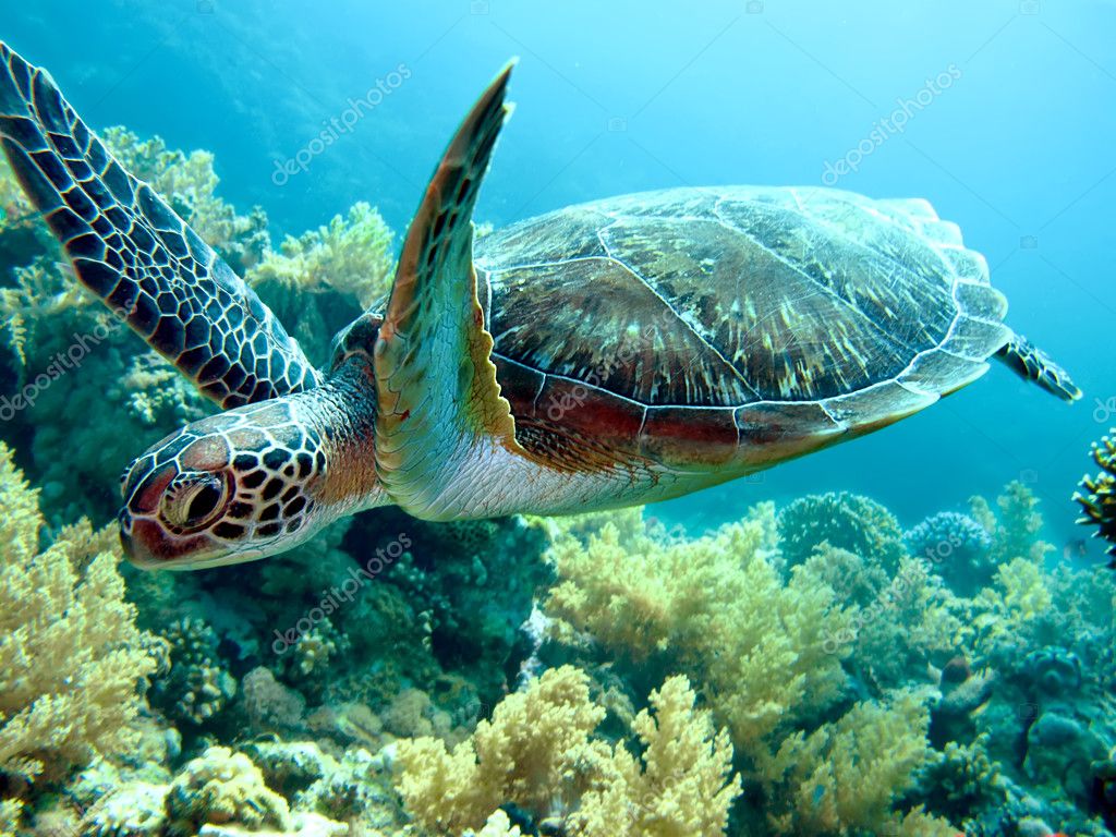 Citas Online en Tortuguitas