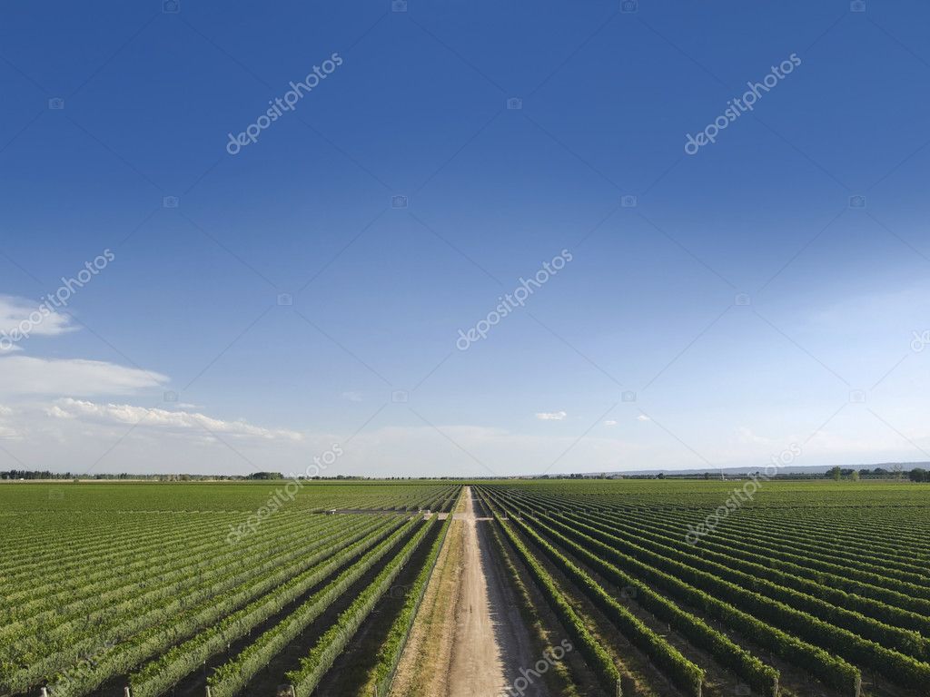 Relacionamento Online na Campo do Meio