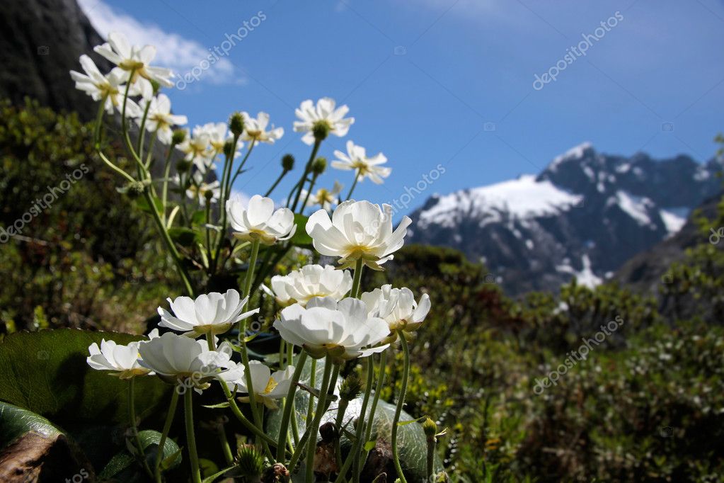 Relacionamento Online na Flor da Serra do Sul