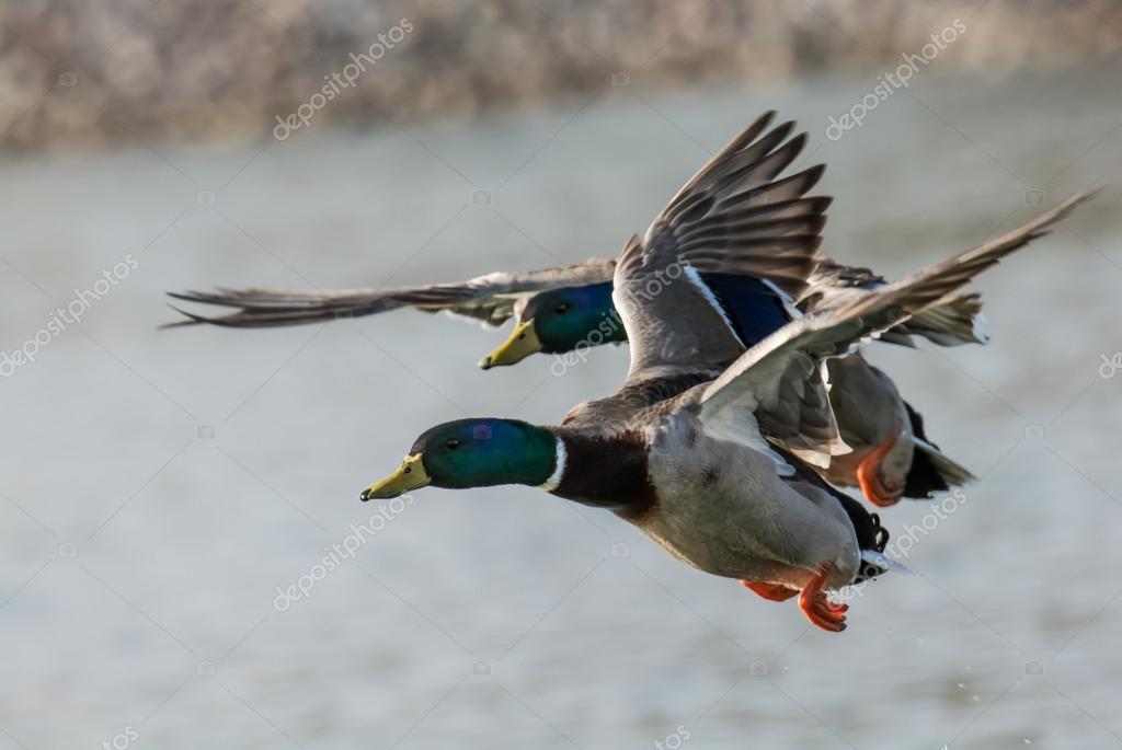 Relacionamento Online na Lagoa dos Patos