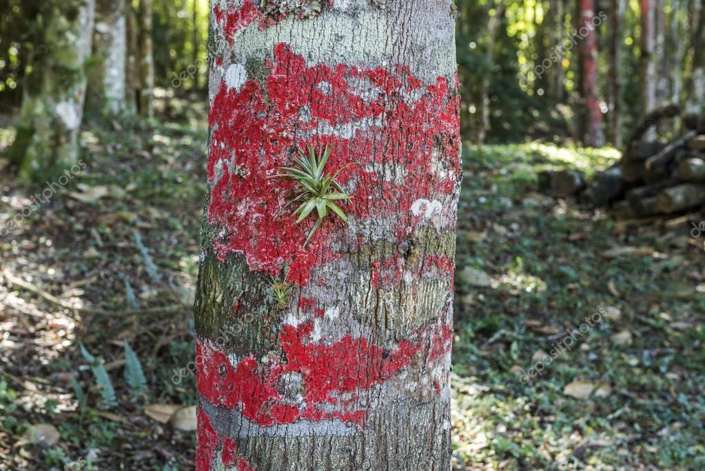 Relacionamento Online na Mauá da Serra