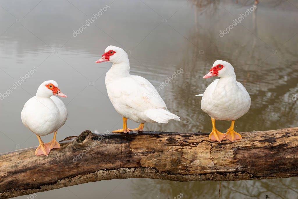 Relacionamento Online na Pato Bragado