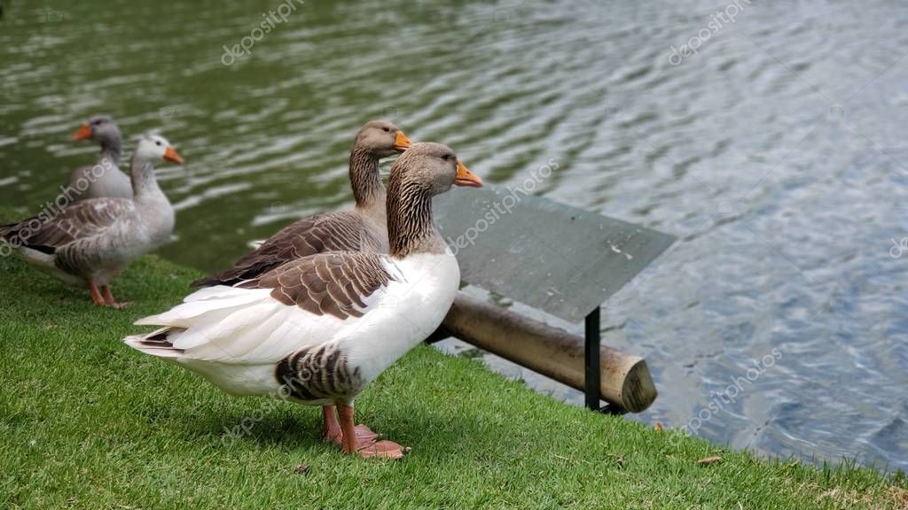 Relacionamento Online na Pato Branco