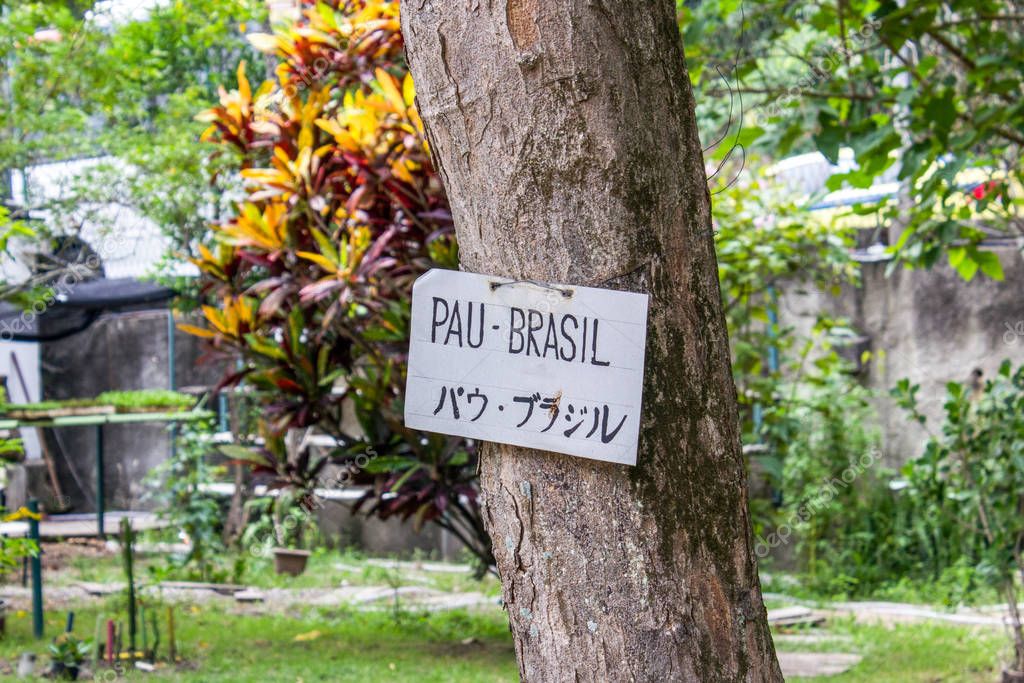 Relacionamento Online na Pau Brasil