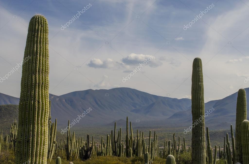 Citas Online en Tehuacán